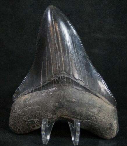 Megalodon Tooth - Serrated Black #9421